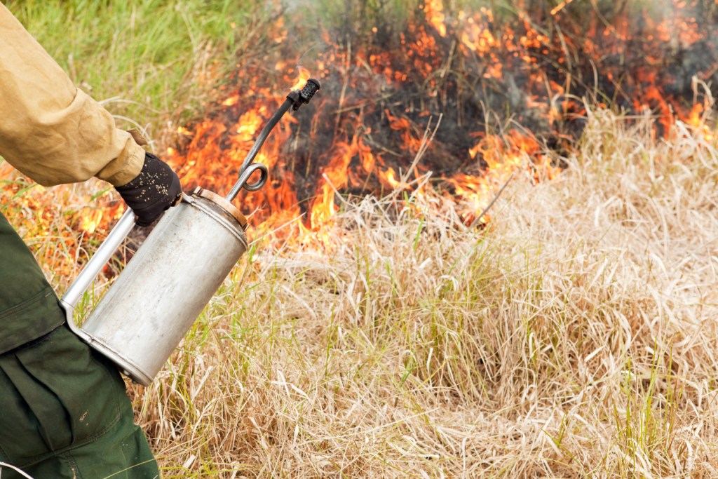 A firefighter is using a drip torch to ignite dried prairie grasses in a prescribed burn. Land management agencies will often use flamethrowers to start controlled burns legally.