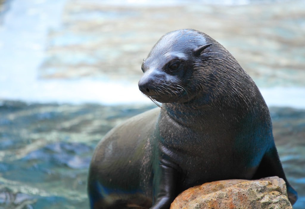 A photo of a sea lion like you might see while visiting the St. Louis Zoo after the Evolution Festival