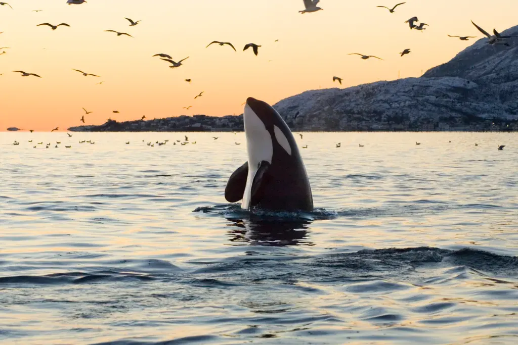An orca whale jumps out of the water at sunset in water that could be Glacier Bay