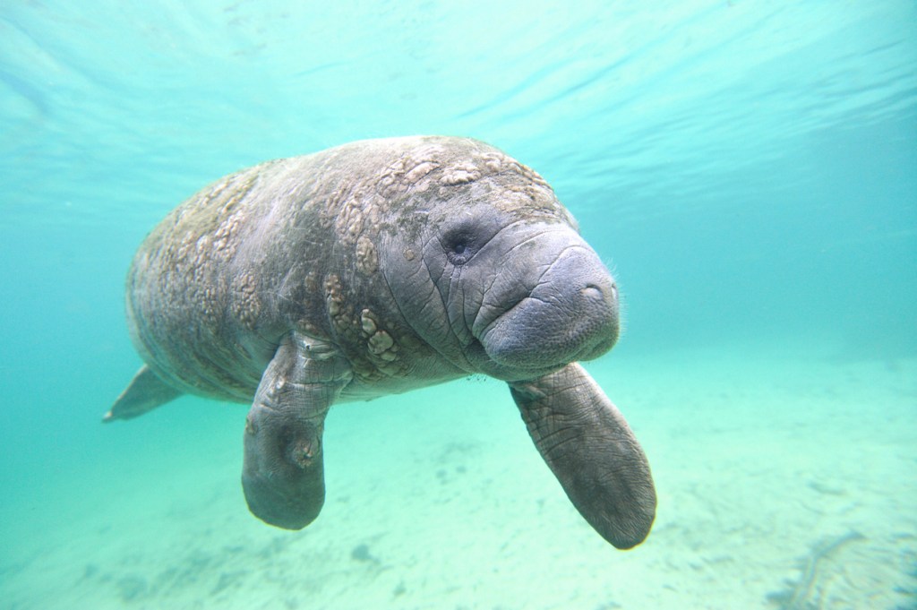 A photo of a manatee sea cow. A day trip to Crystal River, outside of Orlando, is an excellent place to see manatees.