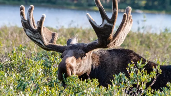 Moose are prevalent in Glacier Bay's ecosystem