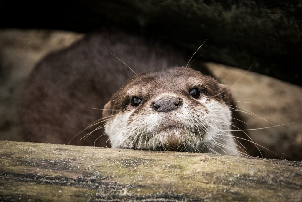 Portrait of an otter on the sandy river bank under a fallen tree. 