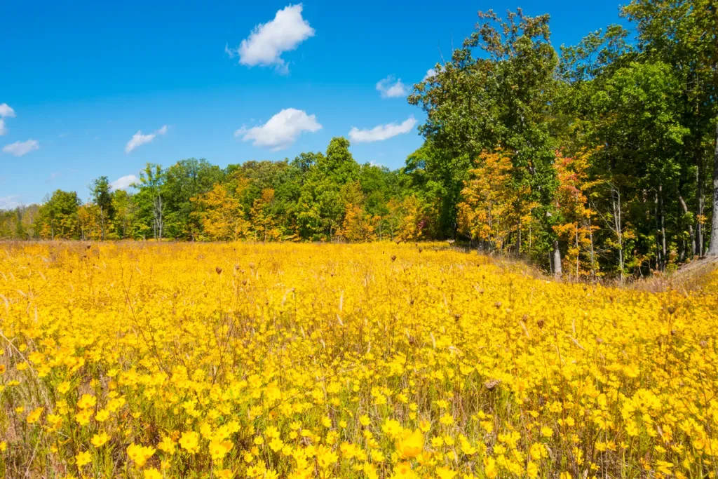 Fall Landscape (Cuyahoga Valley National Park, Ohio)