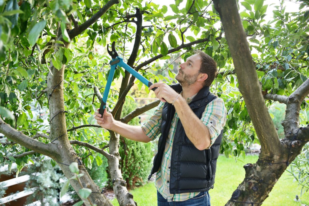 A man pruning a tree as part of his fall garden routine.