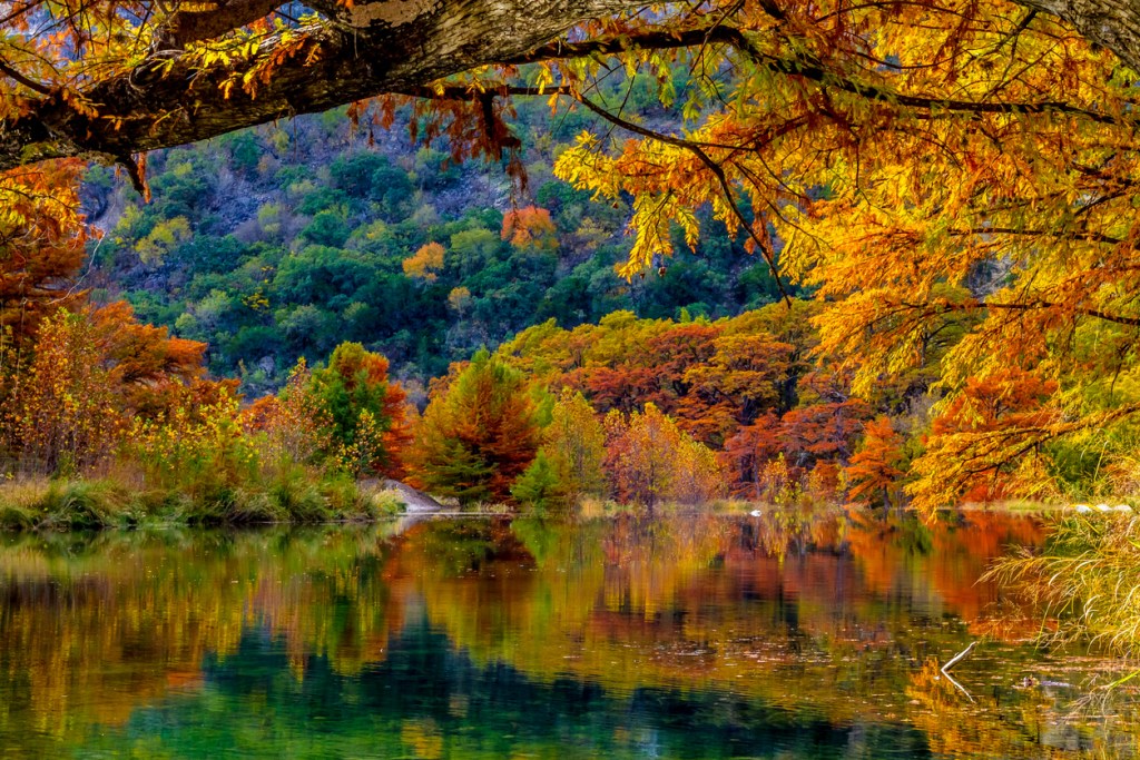 Beautiful Fall foliage on Giant Cypress Trees Reflected in the Clear Waters of the Frio River at Garner State Park, Texas