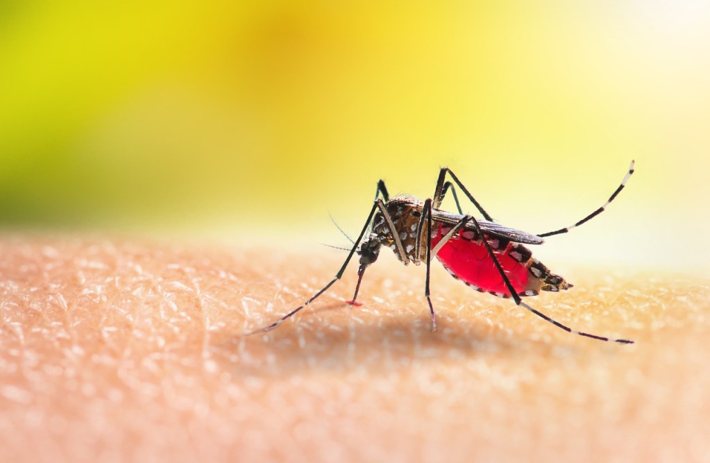 Aedes mosquito is sucking blood on human skin. The Aedes mosquito is not known to transmit malaria.