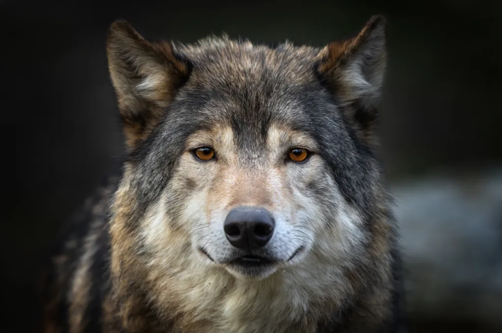 Portrait of a beautiful Canadian timber wolf. Wolves, mountain lions, and bears have moved away from Congaree National Park and are no longer a danger.