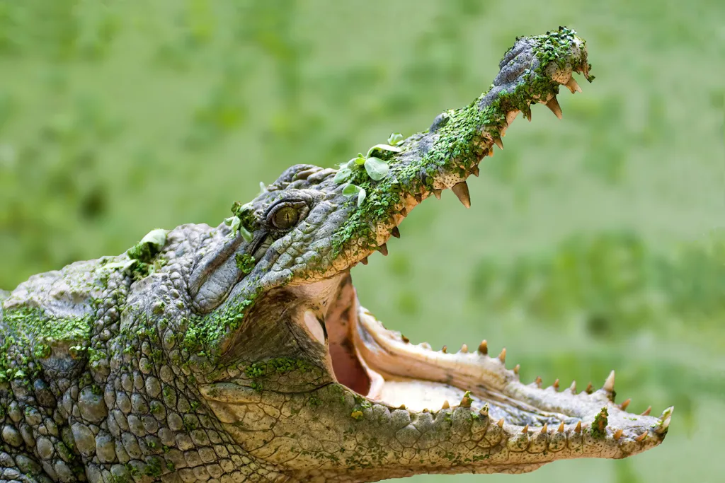 Some of the most dangerous creatures in Everglades National Park include this crocodile shown with its mouth wide open.