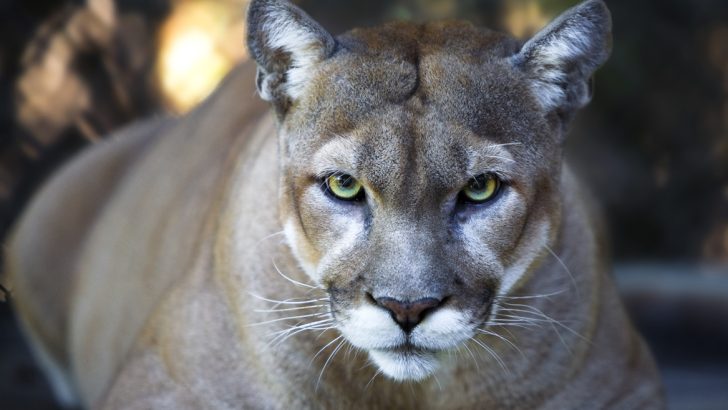 Florida Panther Stares Intensely at Camera Close Up