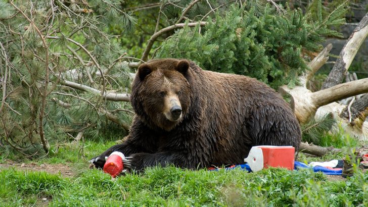 A brown bear trashing a campground and eating all of the food. A bear box would have prevented this.