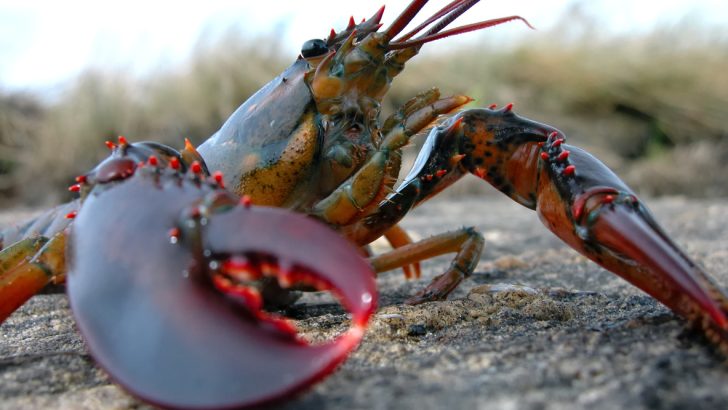 Close-up of a lobster on a beach.