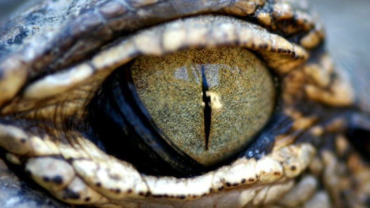 A close-up of an alligator eye, one of the more dangerous creatures in Congaree National Park.