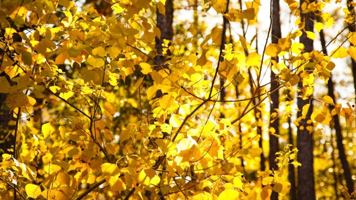 Forest canopy of golden fall foliage with sunlight.