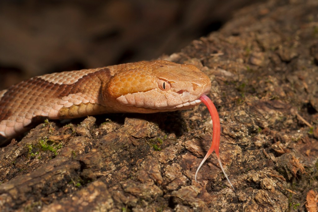 Venomous Copperhead Snake with Forked Tongue. This is one of the most dangerous creatures in Congaree National Park.