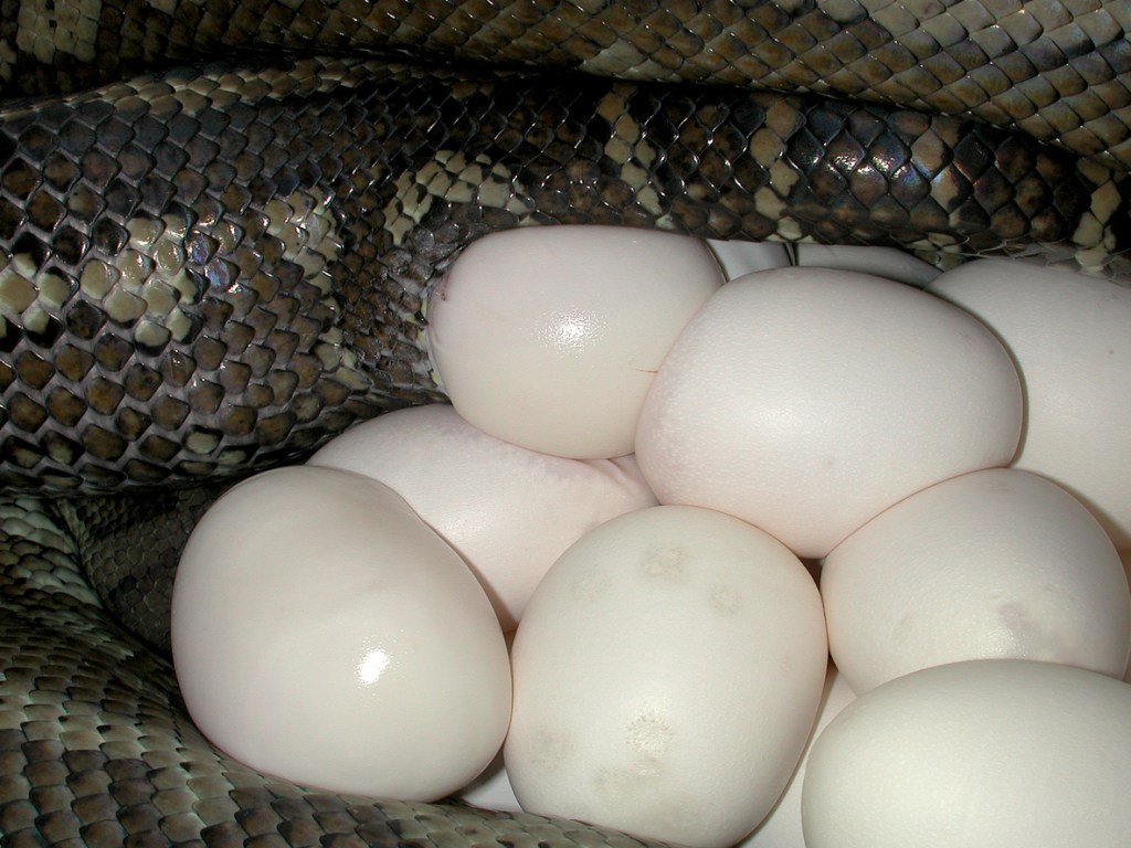 Coastal Carpet Python laying eggs similar to a Burmese Python