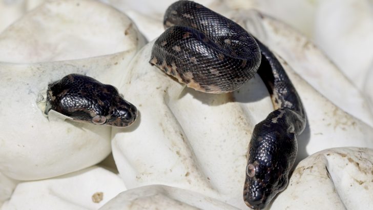 Diamond Pythons beginning to hatch from egg