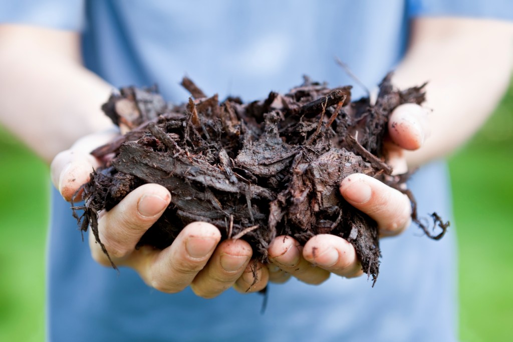 Gardener with hands full of of tree bark mulch. Mulch is important to the health of your plants.