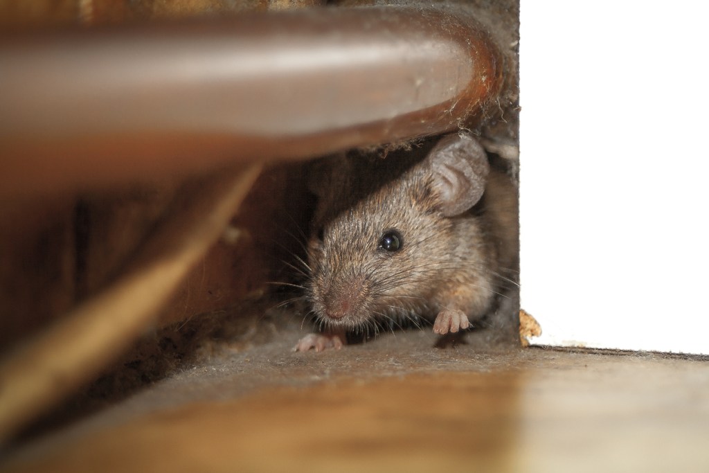 Mice are just one type of pest than can invade your RV during the winter.