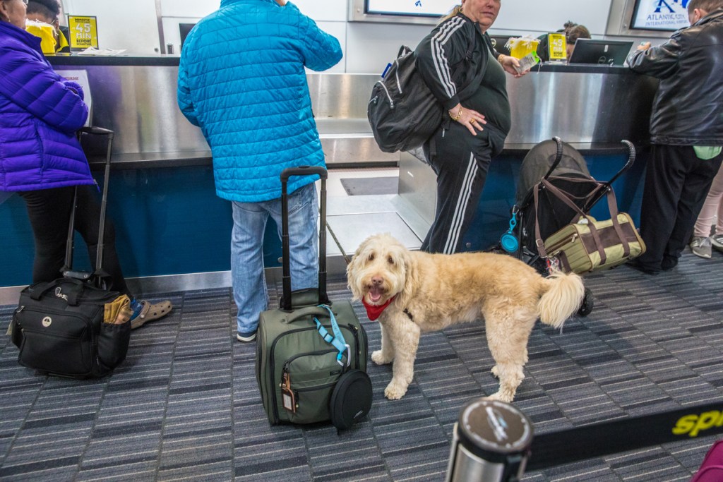 Can you dog poop or pee at an airport?