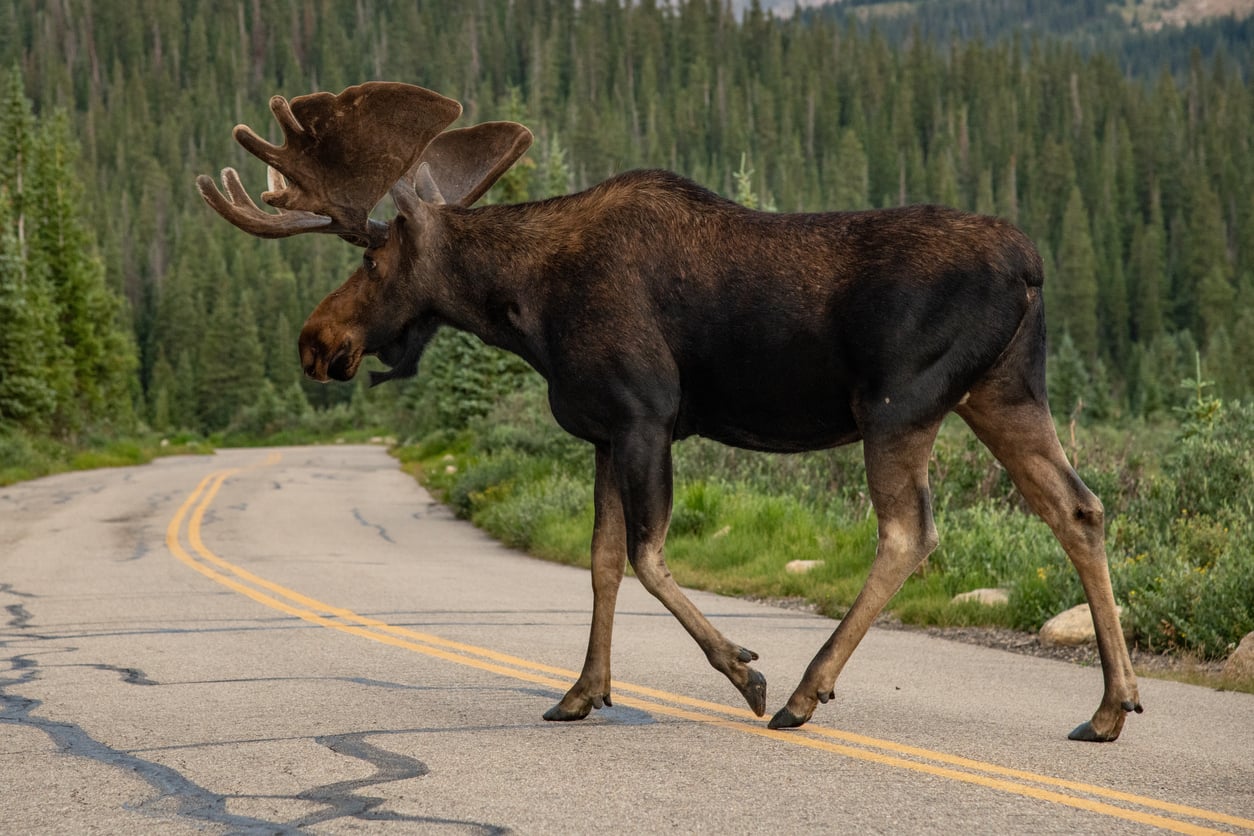 How Tall Is a Moose (and How to Avoid an Attack?) Drivin