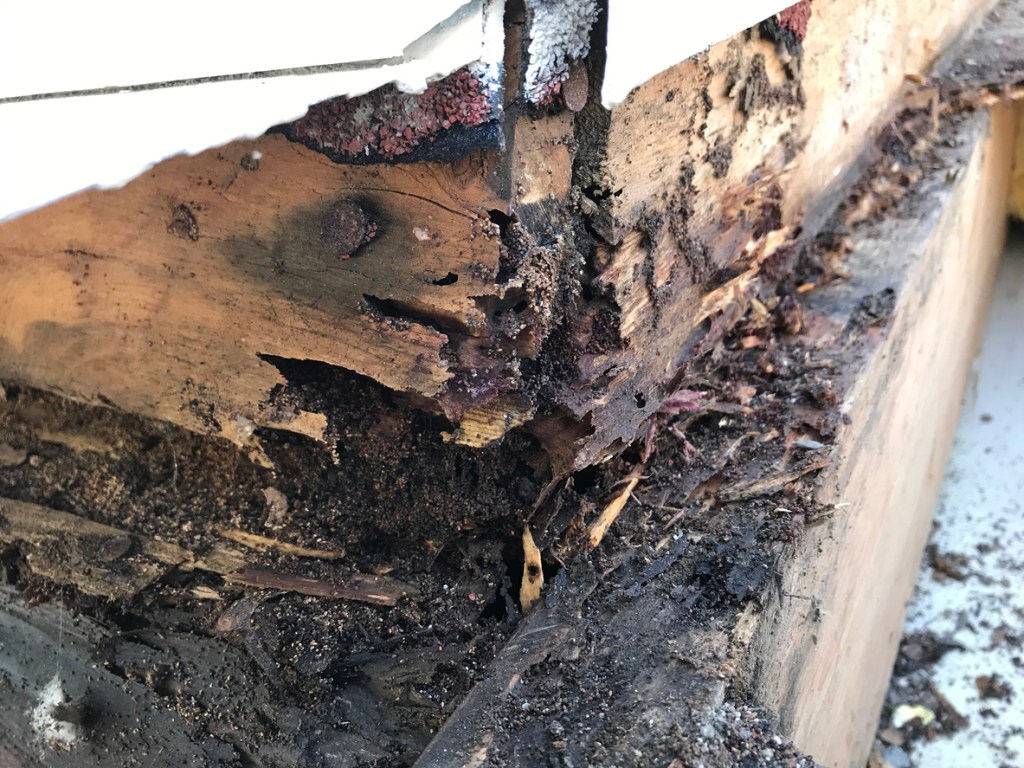 Shot of actual termite damage and wood rot, which is one of the dangers of RV delamination.