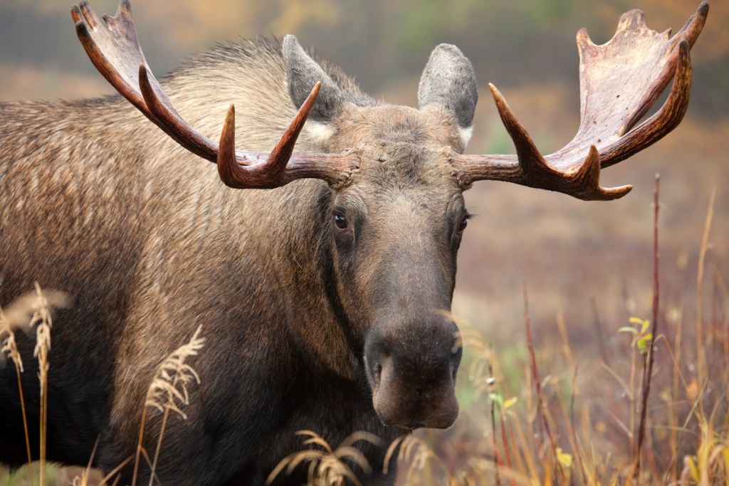 Bull moose from Alaska. How tall is a moose, really?