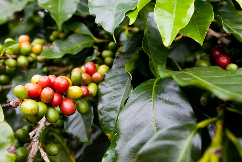 Coffee 'beans' are the seed of a fruit, so does that make it a juice?