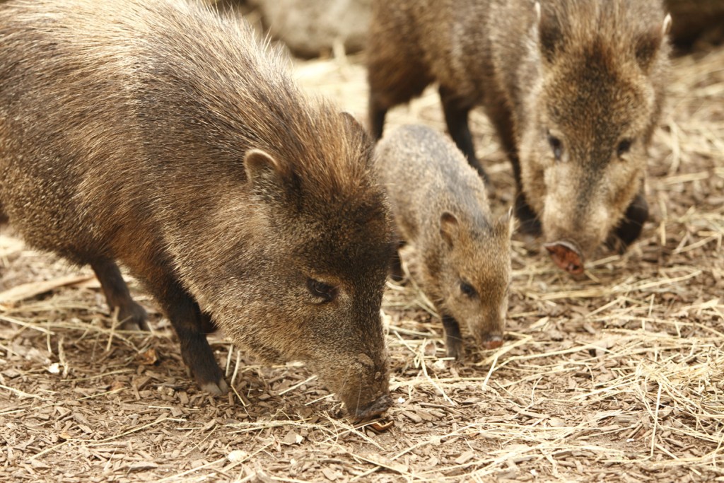 A photo of a javelina family. Collared peccaries are very different from feral hogs.