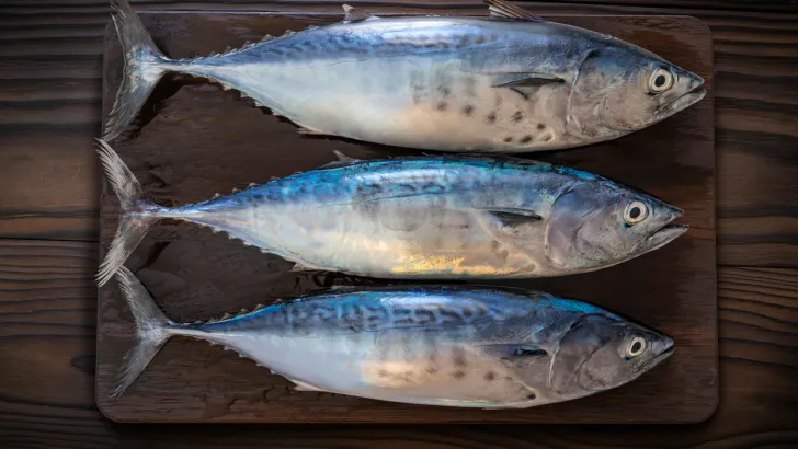 Tuna fish can have toxic levels of mercury