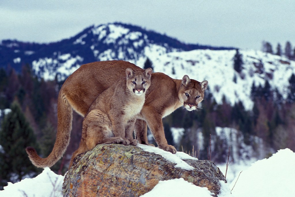 Mountain Lions are some of the more dangerous creatures in New Mexico