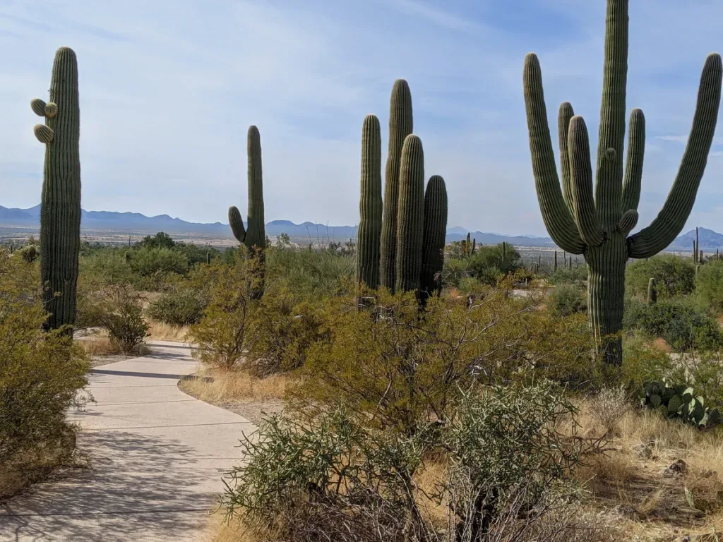 Saguaro National Park is a great day trip near Tucson with multiple scenic drives