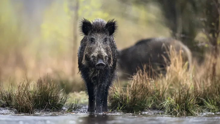 Wild boar/feral hog (Sus scrofa), Eurasian wild pig.