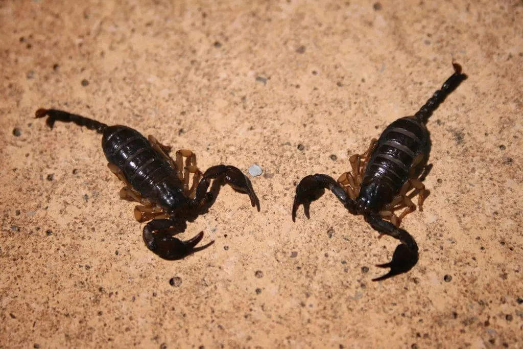 Bark Scorpions are dangerous creatures who live in Arizona and New Mexico.