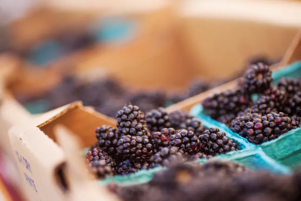 Freshly marionberries at a farmer's market stand.
