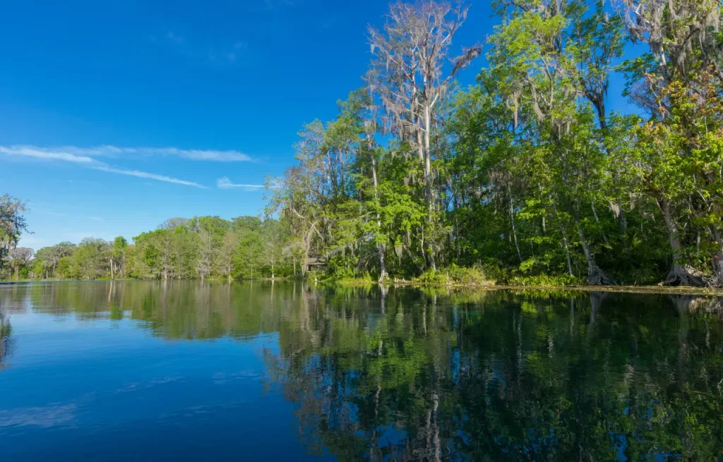 Morning on the Silver River in Silver Springs State Park Florida