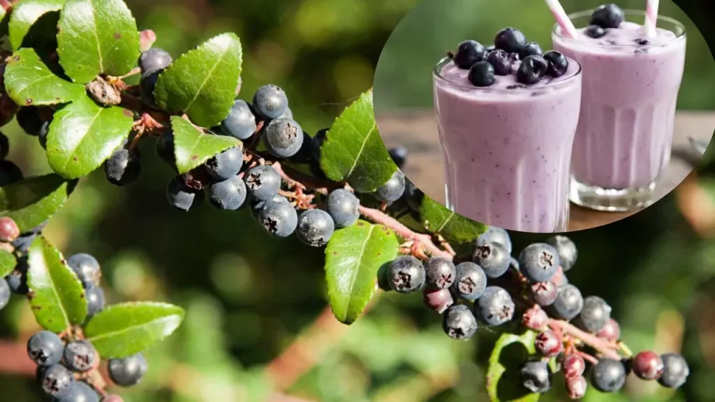 Background of huckleberries on a branch with an image of two huckleberry shakes in the upper right corner