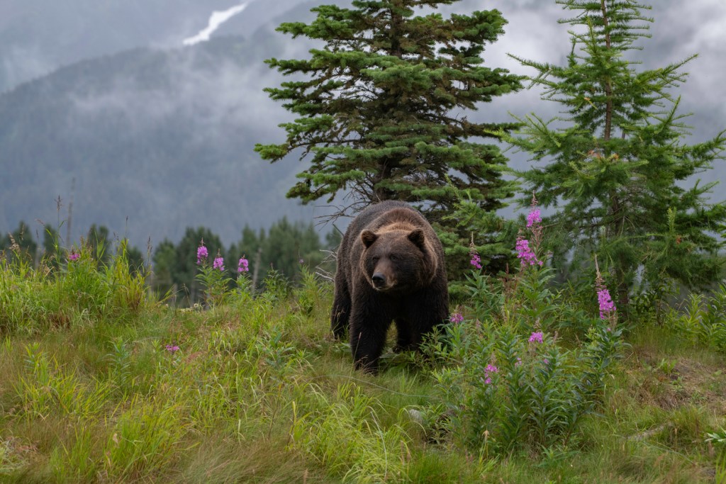 Grizzly bear in beautiful setting in Alaska