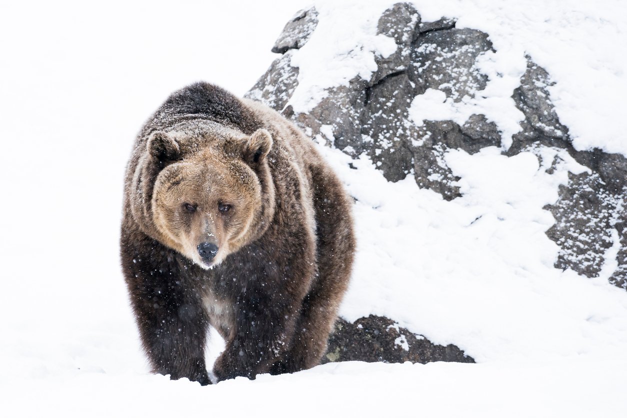 Are Grizzly Bears Dying Because Of These Worms - sgijx4w