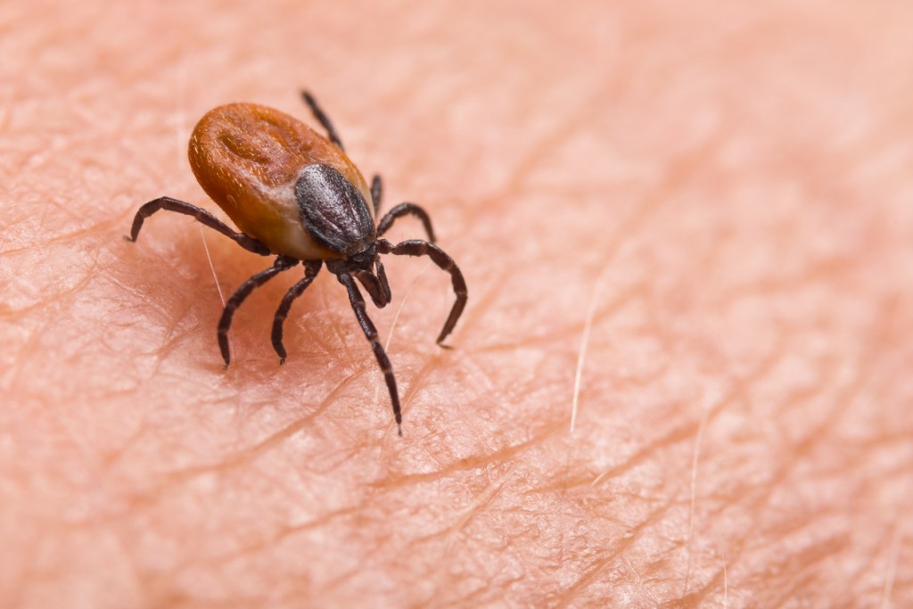 A deer tick on human skin. These are more common than the Asian longhorned tick.