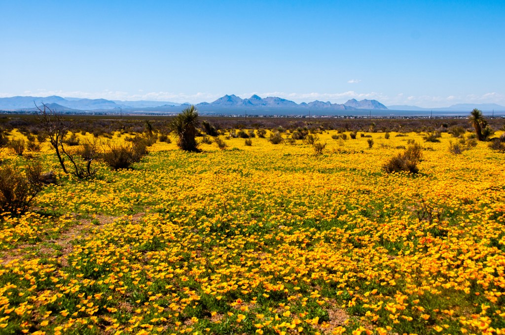 Super Bloom of Wild Poppies Near Organ Mountains at Las Cruces New Mexico
