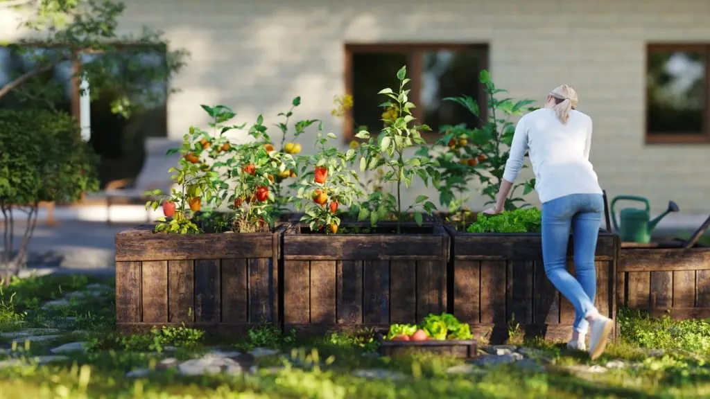 A woman working with her raised bed container garden