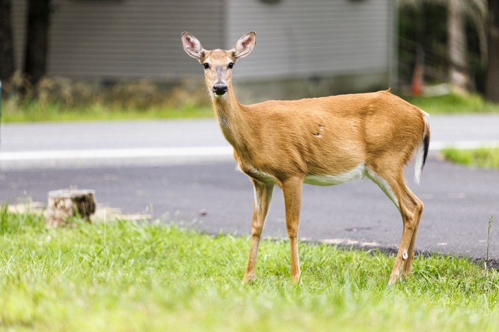 Some deer in the USA are being diagnosed with a zombie-like disease