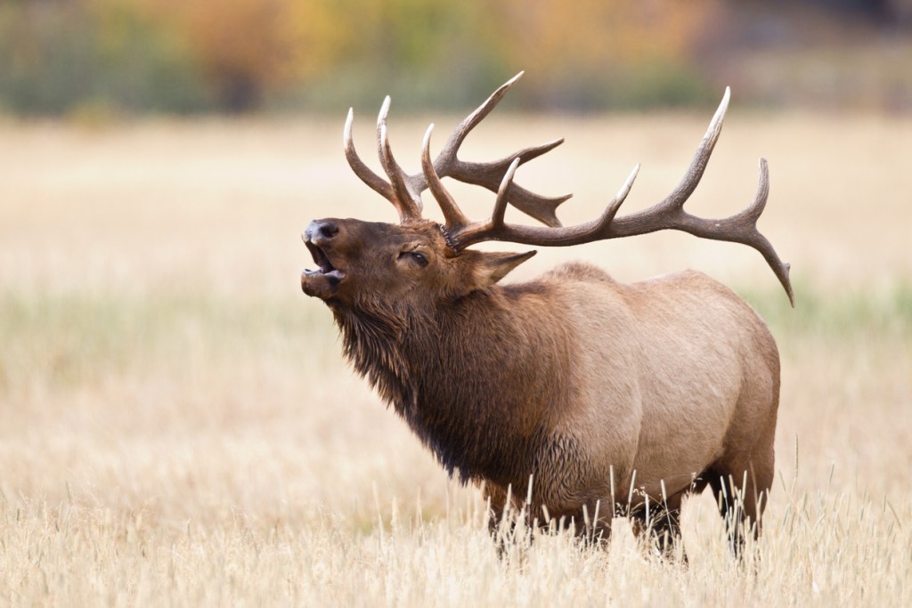 Elk and Moose can also be infected with Chronic Wasting Disease