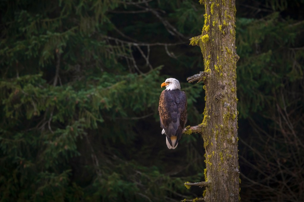 Bald Eagle perching on a tree limb near Victoria British Columbia