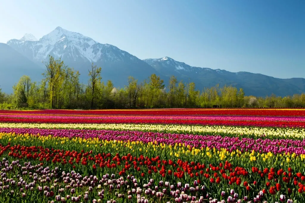 Colorful tulip field in Fraser Valley, British Columbia