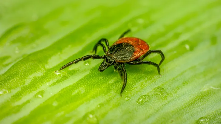 Red and black tick, similar to the kind carrying Rocky Mountain Spotted Fever, crawls across a green leaf.
