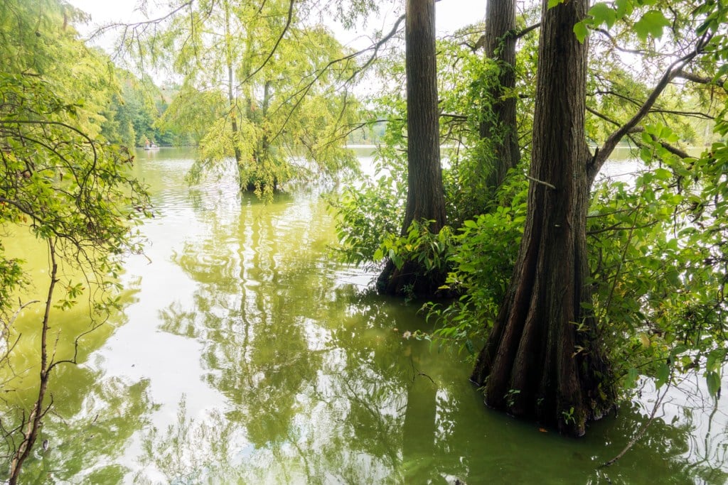 Bald Cypress Trees at Trap Pond State Park in Delaware