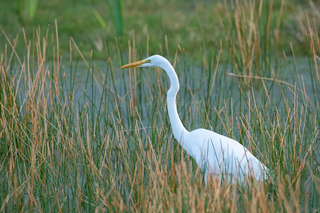 A great white heron wanders through a swamp