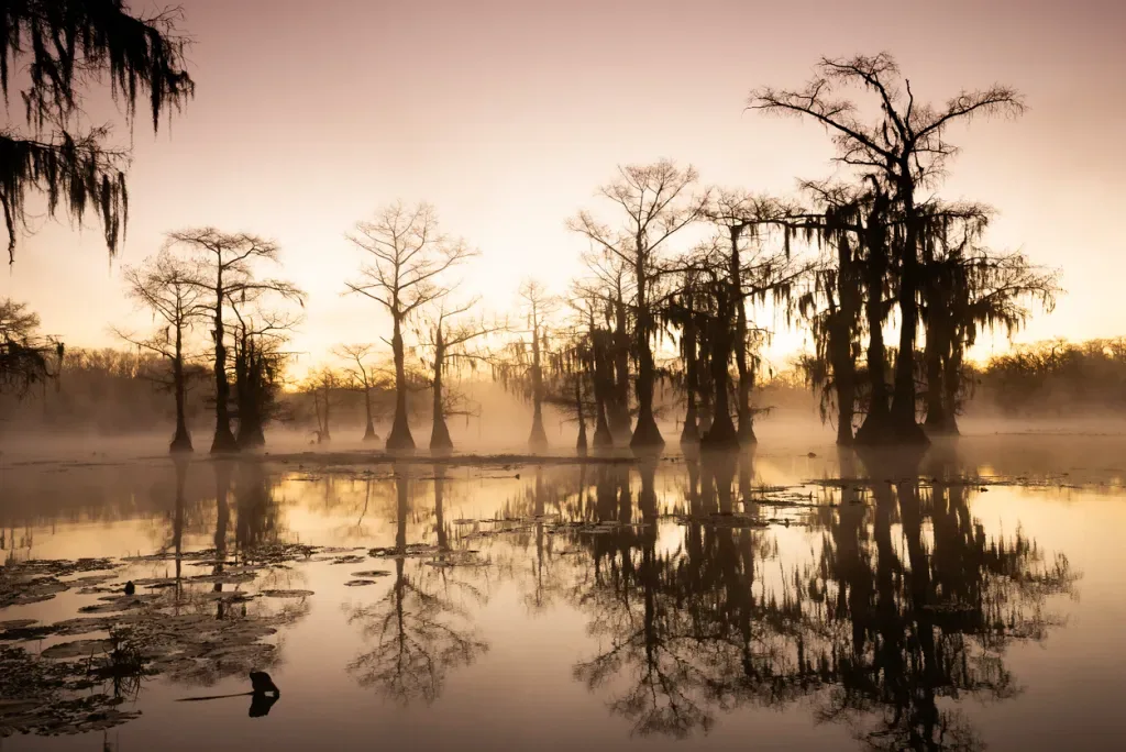 Mossy cypress trees grow in a swamp, just like you'd see in some of Louisiana's state parks.