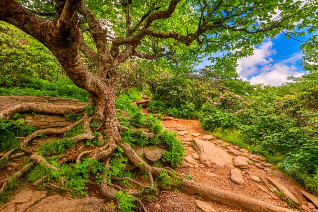 A twisted tree grows along the Craggy Gardens Trail, one of Asheville's great free attractions.